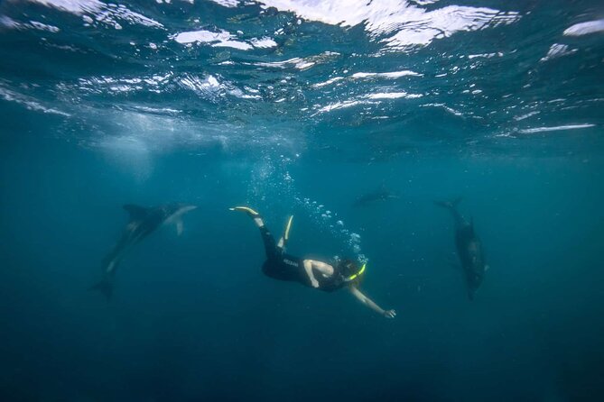 Guided Snorkeling and Island Exploration in Auckland - Group size, pace, and physical demands