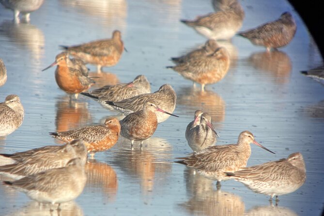 Guided Tour at Pukorokoro Shorebird Centre - Why Pukorokoro is worth your time