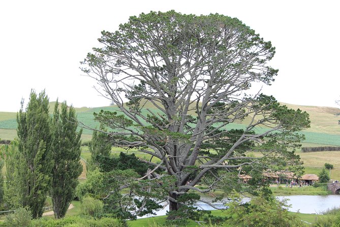 Hobbiton Afternoon Tour in Luxury Minibus from Auckland - Arriving at Shire’s Rest