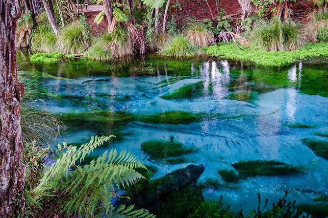 Hobbiton Movie Set tour & Glowworm Cave day tour - Two famous attractions, one very long day