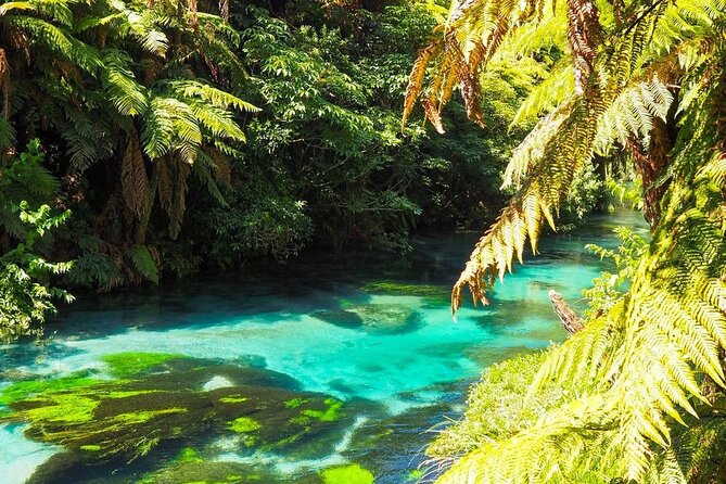 Hobbiton Movie Set Tour to Blue Springs and Mineral Spa - Blue Springs and the clear-water walk