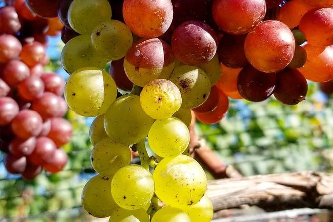 Luxury Private Auckland Wine & Beach Tour with Lunch - Westbrook Winery, wine flight, and vineyard lunch