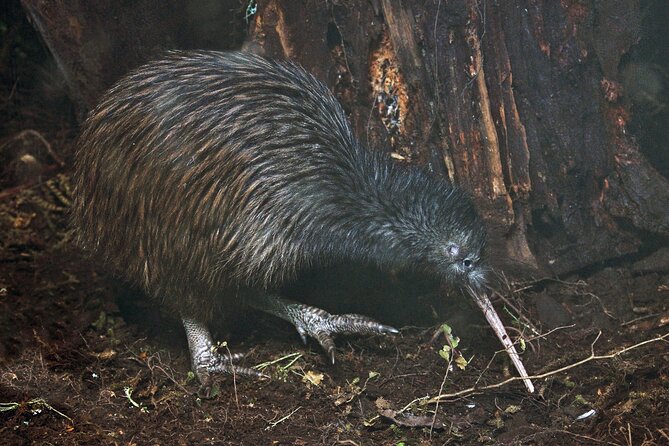 Nocturnal Wonders Tawharanui Kiwi Spotting and Stargazing Tour - Key points to know before booking
