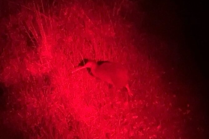 Nocturnal Wonders Tawharanui Kiwi Spotting and Stargazing Tour - What the small group changes