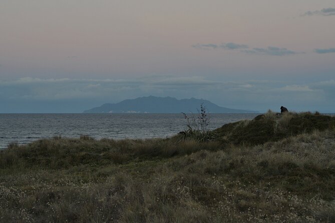 Nocturnal Wonders Tawharanui Kiwi Spotting and Stargazing Tour - Who will get the most from this outing?