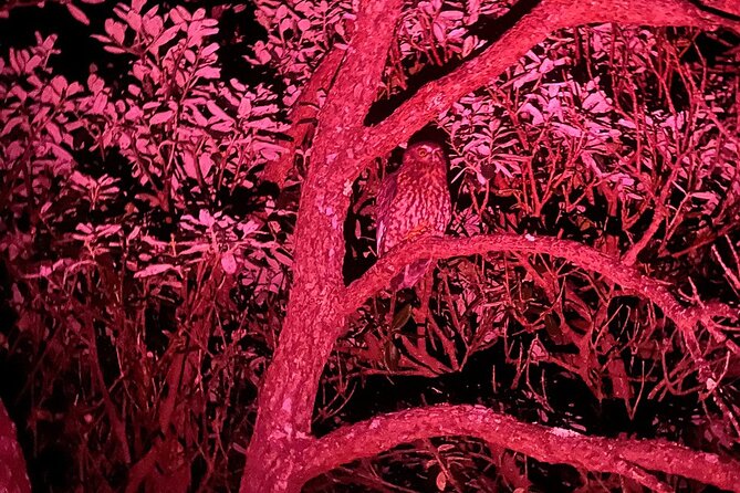 Nocturnal Wonders Tawharanui Kiwi Spotting and Stargazing Tour - What to bring and how to prepare