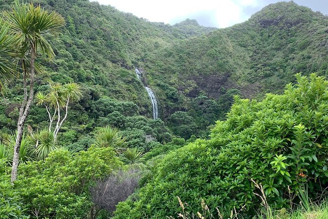 Piha Waitakere Rainforest Wine Tour from Auckland - Soljans Estate, lunch, and Auckland wine