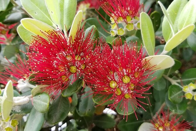 Piha Waitakere Rainforest Wine Tour from Auckland - How the guide shapes the day