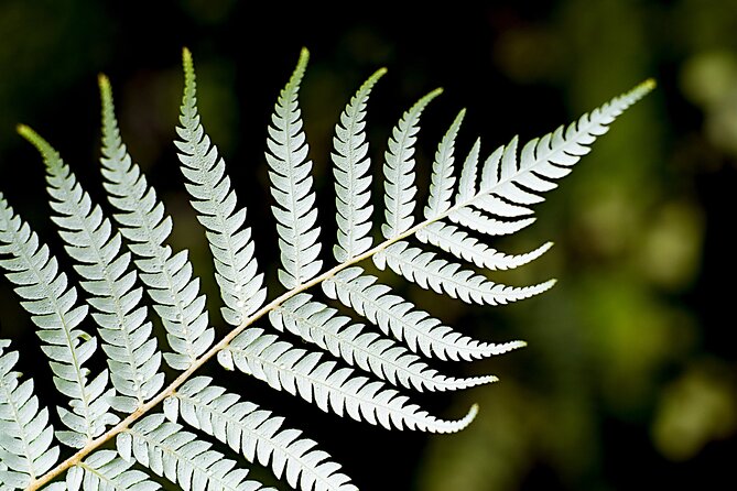 Private Auckland City Highlights Tour - Mission Bay, sand, pōhutukawa, and Rangitoto