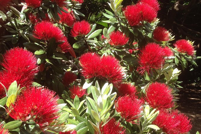 Private Auckland Wine & Dine Matakana Country & Cuisine - Matakana Village and the food trail