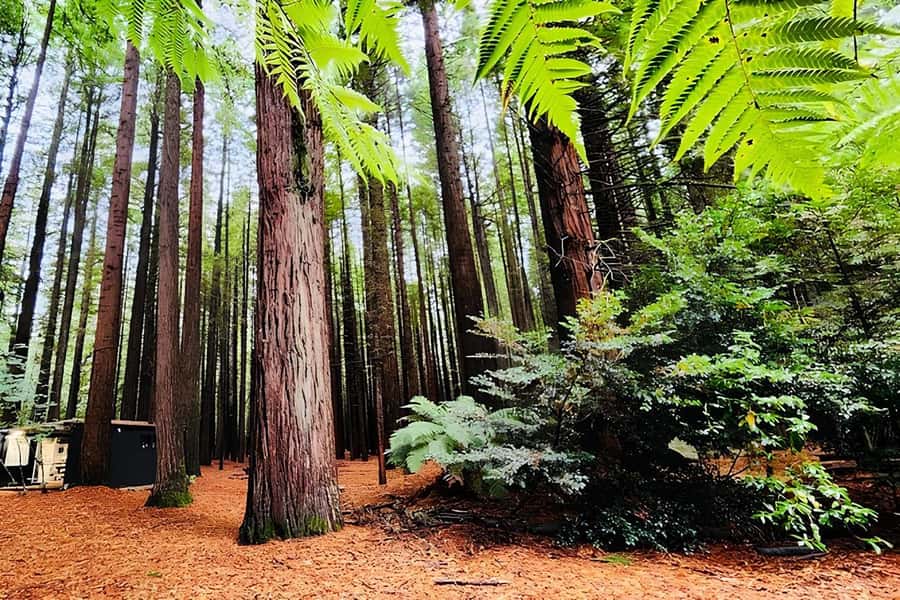 Private Hobbiton & BlueSprings & Redwood forest fromAuckland - Rotorua brings geothermal character