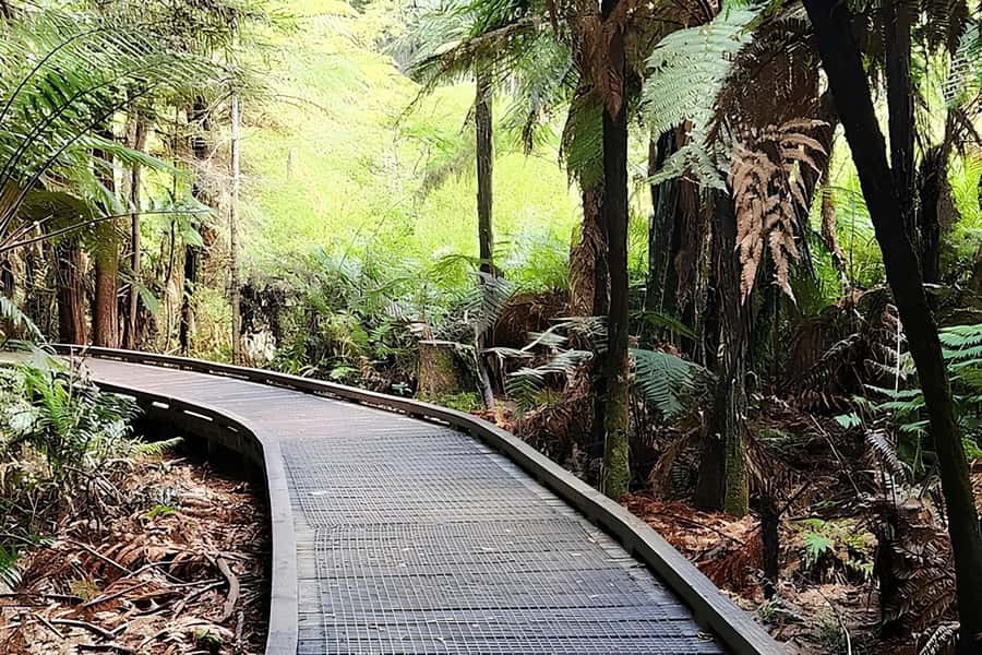 Private Hobbiton & BlueSprings & Redwood forest fromAuckland - Who will enjoy this day most?