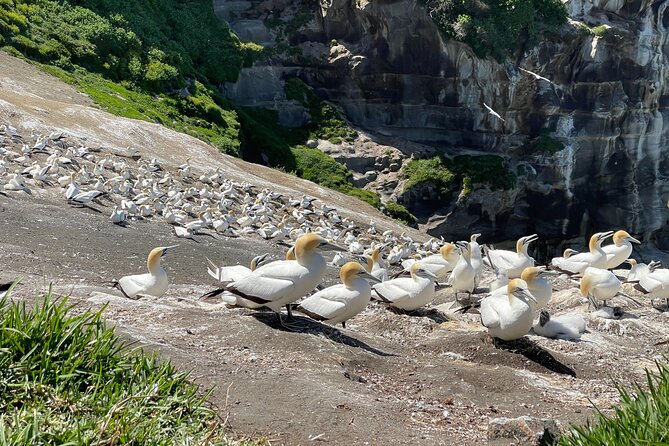 [PRIVATE] SUNSET. Wine. Hot Pool. Dinner - Gannets above the Muriwai coast