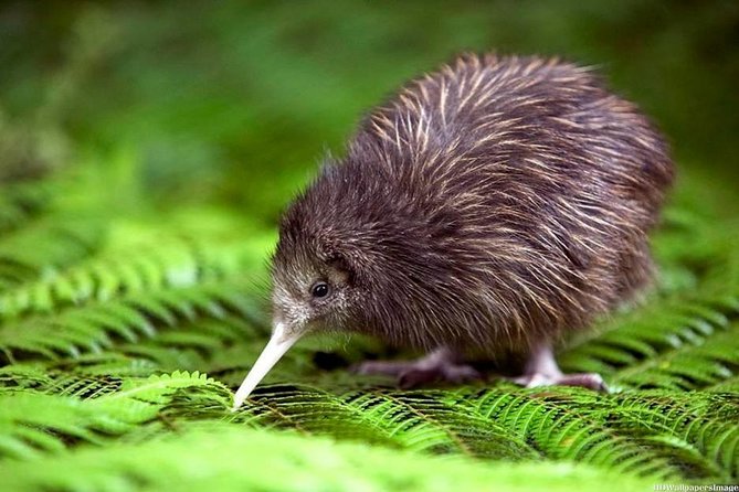 Private tour from Auckland - Waitomo Glowworm Caves, Zealong Tea & Kiwi Bird - Leaving Auckland for the Waikato