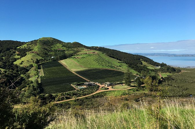 Private Vineyard Bush Walk Tour in Waiheke Island - Choosing between Mudbrick, Jurassic Ridge, and Cable Bay