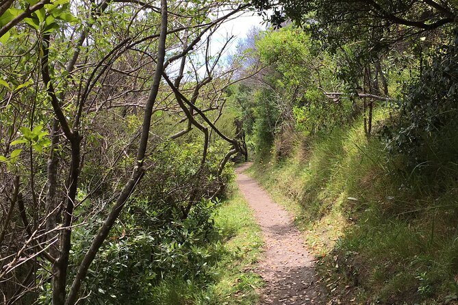 Private Vineyard Bush Walk Tour in Waiheke Island - From regenerating bush to Hauraki Gulf views