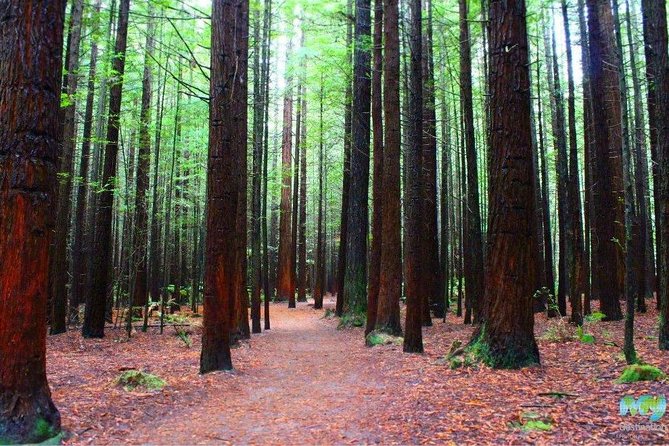 Redwood Forest , Blue Springs & Huka Falls Day Tour from Auckland - Three North Island icons in one demanding day