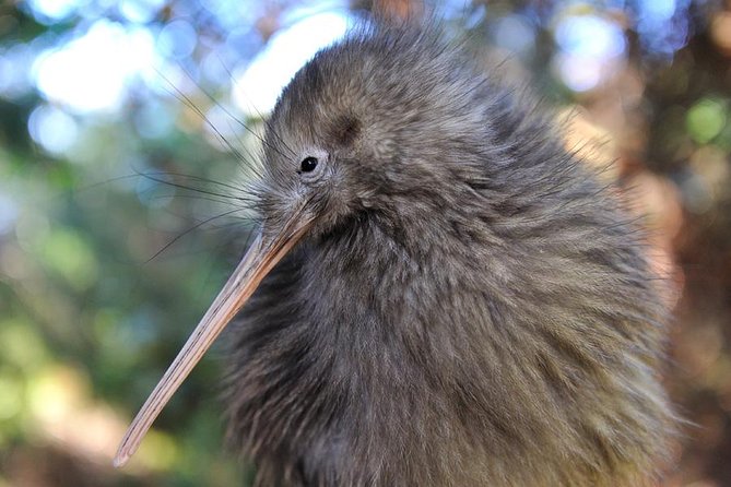 Rotorua and Waitomo Caves Day Trip from Auckland -Smaller Groups - Two New Zealand icons in one very long day