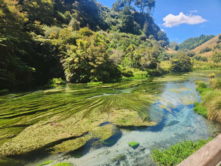 Rotorua & Taupo DayTour Waiotapu & Huka Falls from Auckland - Rotorua brings culture, forest, and volcanic character