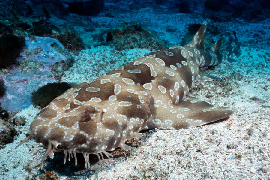 Sea Life Kelly Tarlton's Aquarium General Admission - Key points to know before you go