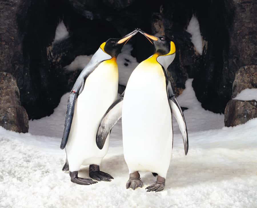 Sea Life Kelly Tarlton's Aquarium General Admission - Why Kelly Tarlton’s is worth your Auckland time