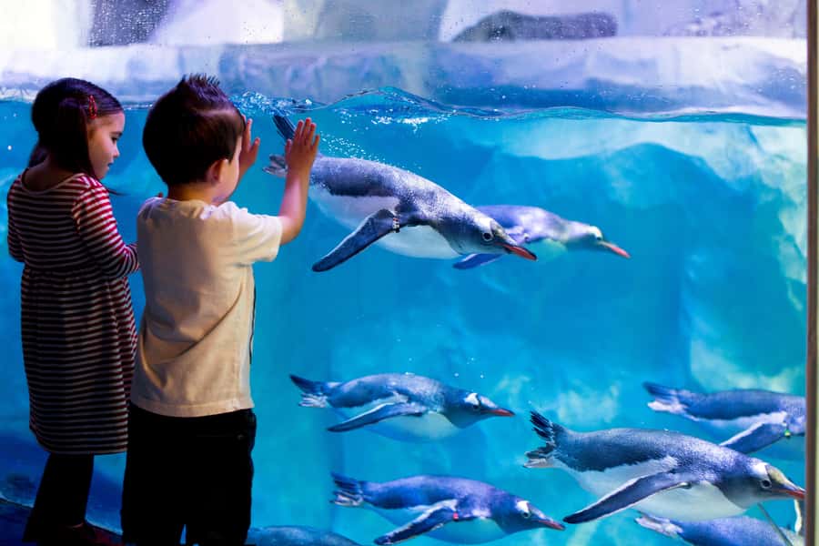 Sea Life Kelly Tarlton's Aquarium General Admission - Follow the tunnels beneath sharks and stingrays