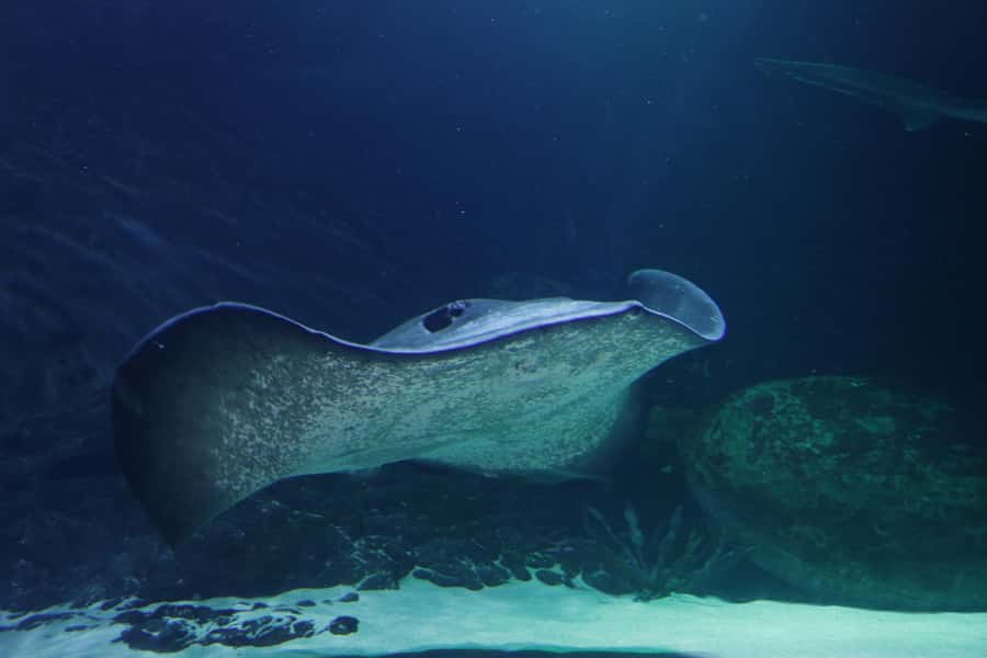 Sea Life Kelly Tarlton's Aquarium General Admission - Make time for Seahorse Kingdom and the Rockpool