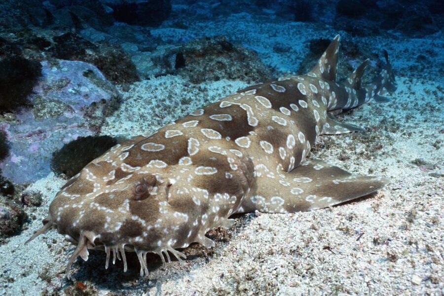 Sea Life Kelly Tarlton's Aquarium General Admission - Use the animal talks to get more from the exhibits