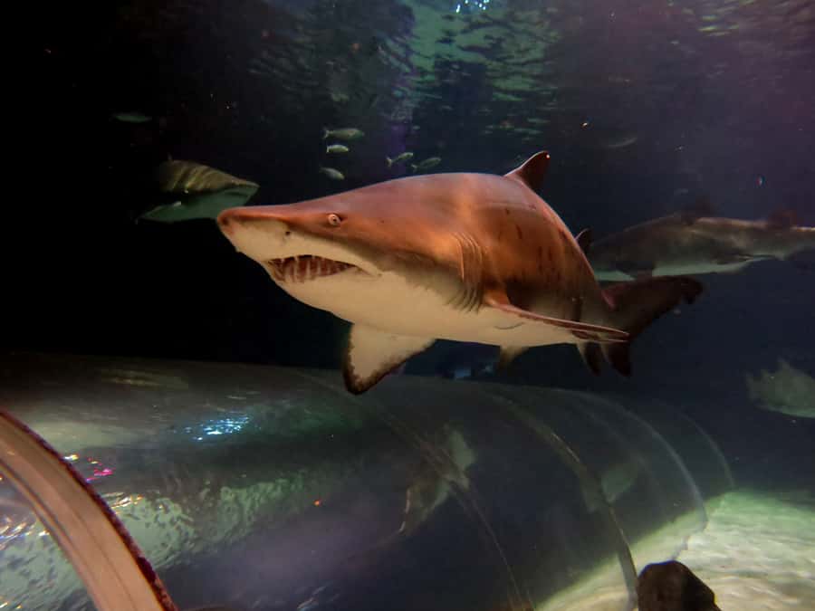 Sea Life Kelly Tarlton's Aquarium General Admission - Is the $23 admission good value?