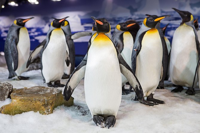SEA LIFE Kelly Tarlton's General Admission - What You See Across 13 Themed Zones