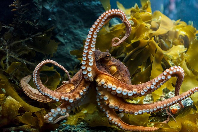SEA LIFE Kelly Tarlton's General Admission - How the Experience Feels in Practice