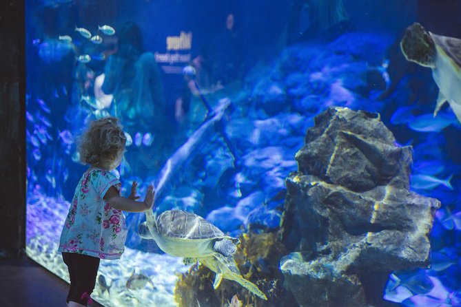 SEA LIFE Kelly Tarlton's General Admission - The Shark Tunnel and Stingray View