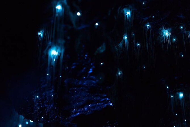 See Auckland's Secret Glow Worms - Key points to know before you book
