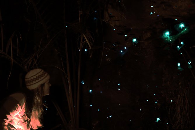 See Auckland's Secret Glow Worms - A city evening that ends under a ceiling of lights