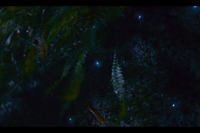 See Auckland's Secret Glow Worms - Reaching the glowworm dell