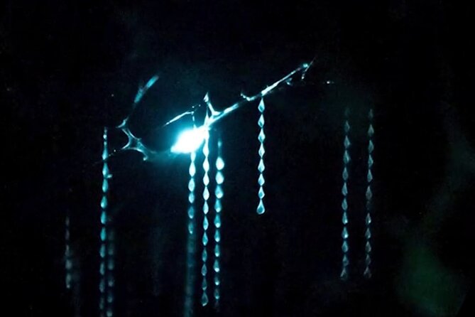 See Auckland's Secret Glow Worms - Meeting at the Ferry Building