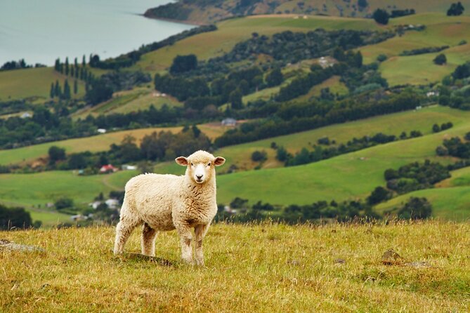 Sheep Shearing and Auckland City Highlights Tour with Lunch - Ponsonby, K Road, and the Domain