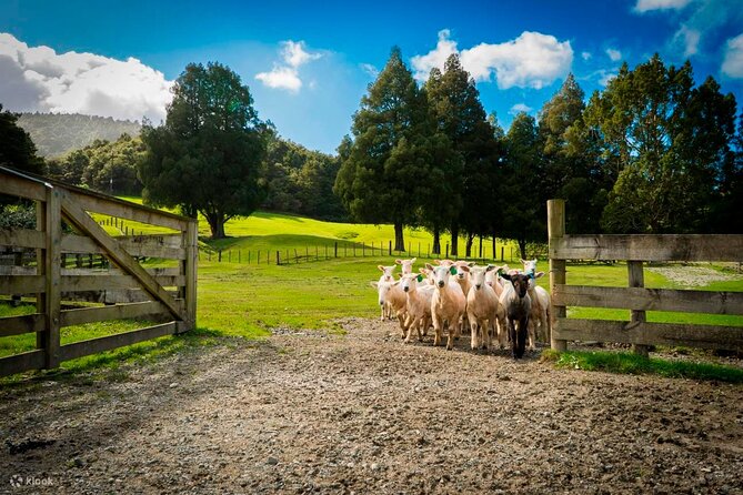 Sheep Shearing and Auckland City Highlights Tour with Lunch - Lunch on the road