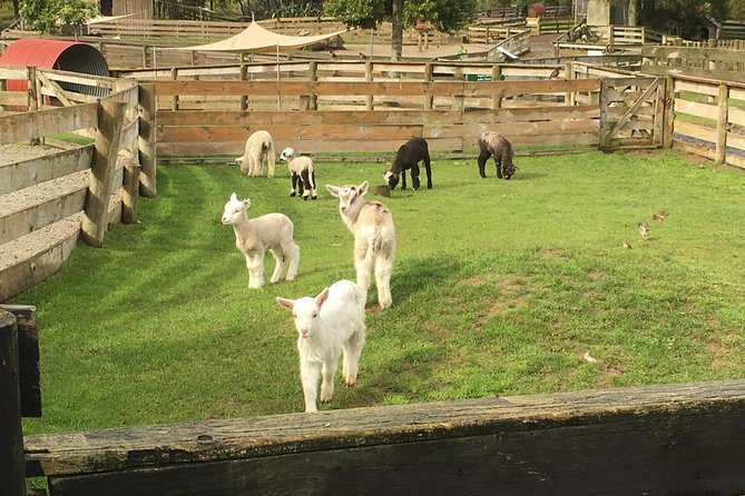 Sheep World Country Tour from Auckland - Key points to know before booking