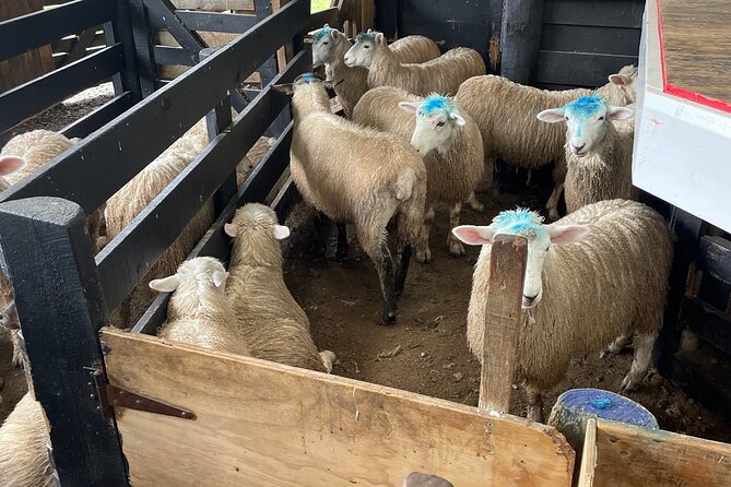 Sheep World Country Tour from Auckland - The scenery and optional extras along the way