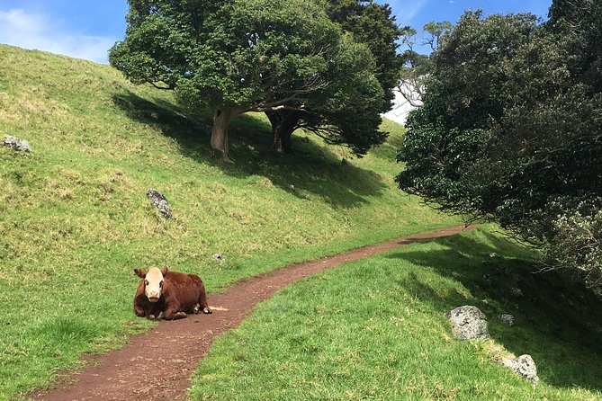 Shore Excursion: Half-Day Auckland Volcanoes Tour - Mt. Eden saves the classic Auckland view for last