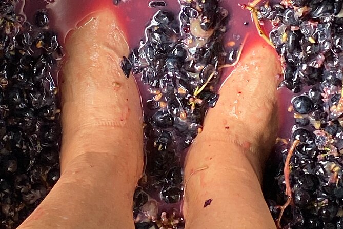 Sip & Savour through Waiheke Island (11 guests max) - The price and what you receive for it