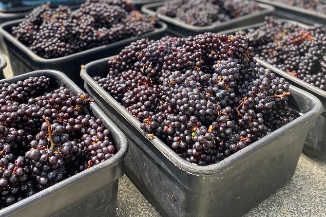 Sip & Savour through Waiheke Island (11 guests max) - Who should book this experience