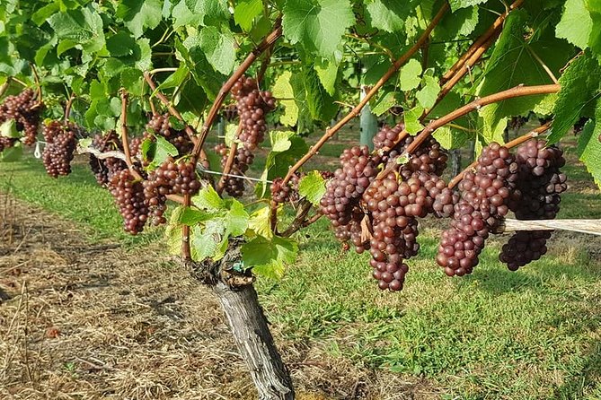 Small-Group Kumeu Wine Country Tour with Wine Tastings & Lunch - Kumeu wine country in a half-day