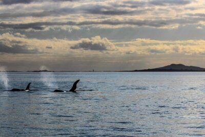 Sunset kayak tour to Rangitoto Island