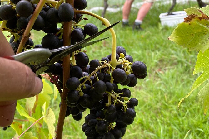 The Boutique Experience: Waiheke Best Cellar Tour (11 guests max) - The guide can make or break the day