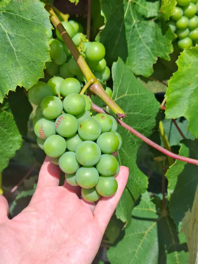 The Boutique Experience: Waiheke Island Best Cellar Tour - Who should book this experience?