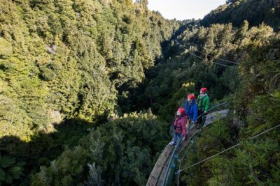 The Ultimate Canopy Zipline Experience Private Tour From Auckland