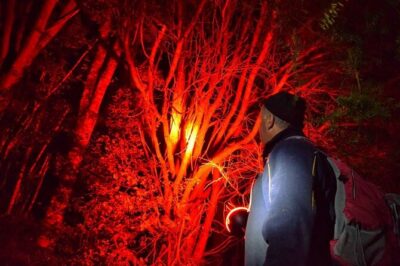 Twilight Wild Kiwi Bird Encounter Private Tour
