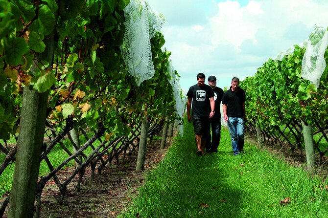 Vineyards Honey and Black Sand Beaches from Auckland - Muriwai Beach and the west coast finish